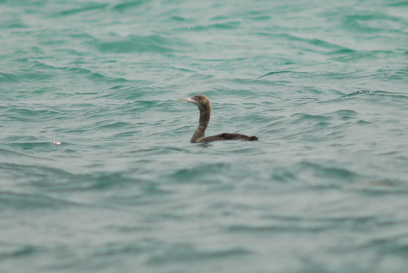 Socotra Cormorant (Phalacrocorax nigrogularis) 2 cy.