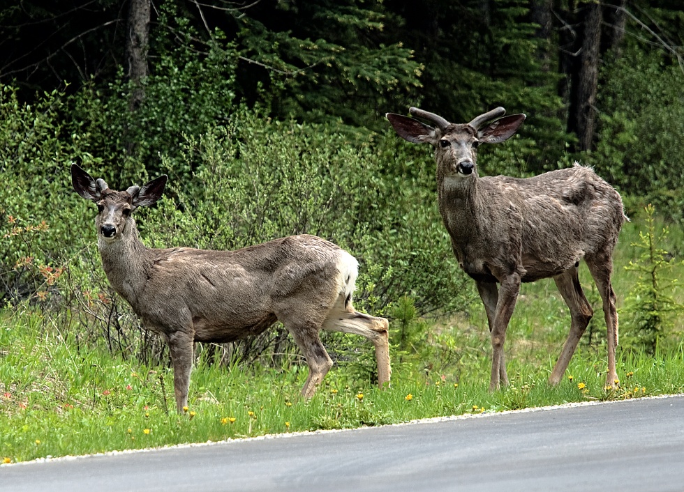 Mule Deer