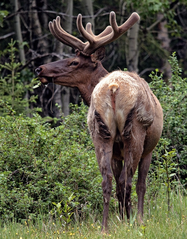 Elk