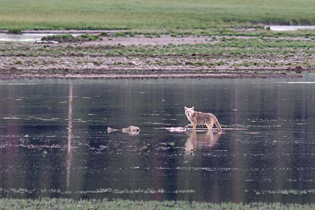 A coyote with the remains of a kill, in the Hayden Valley