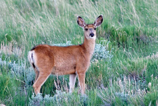 Female Mule Deer