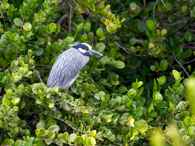 Yellow-crowned Night Heron