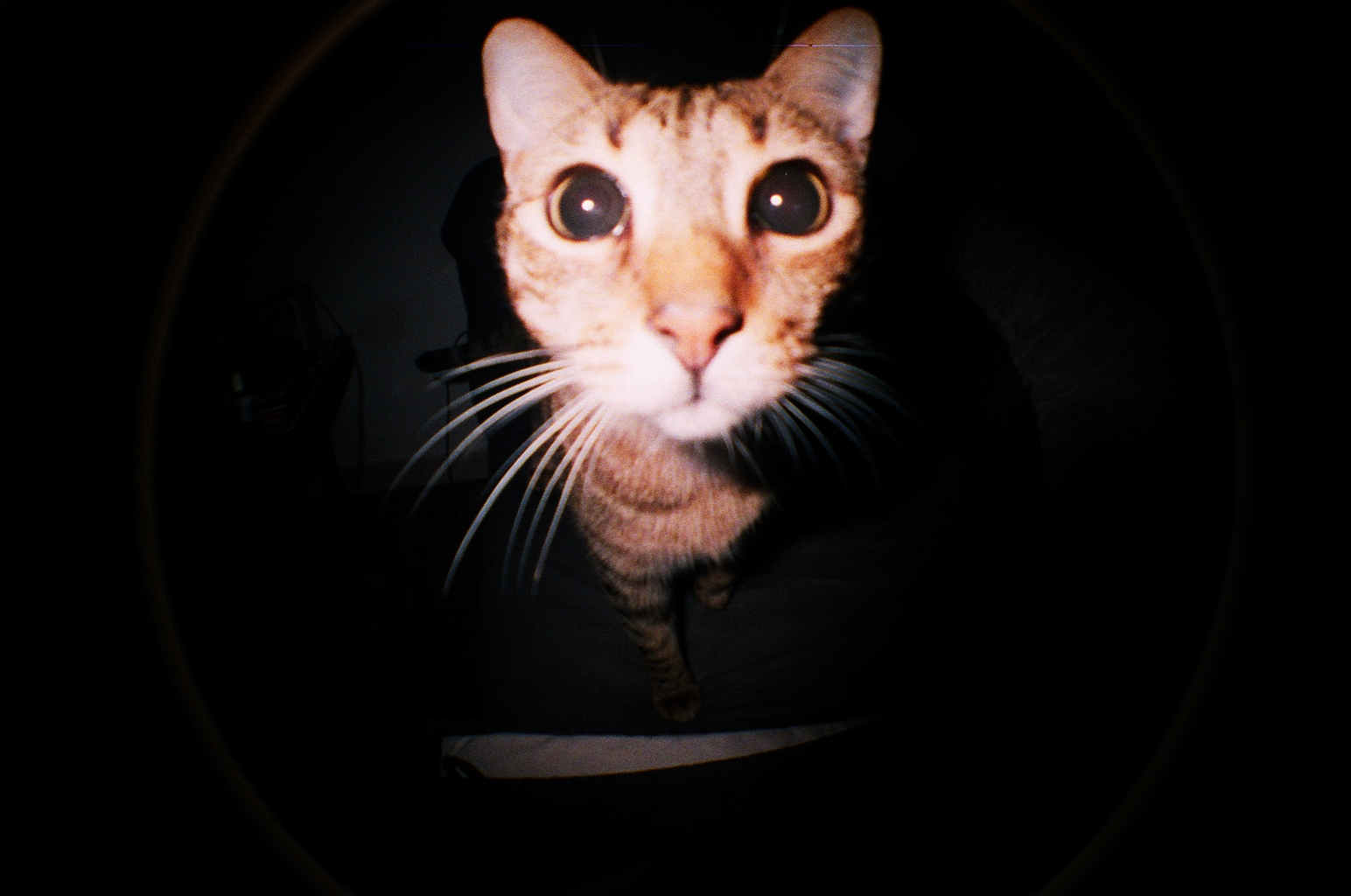 LOMO