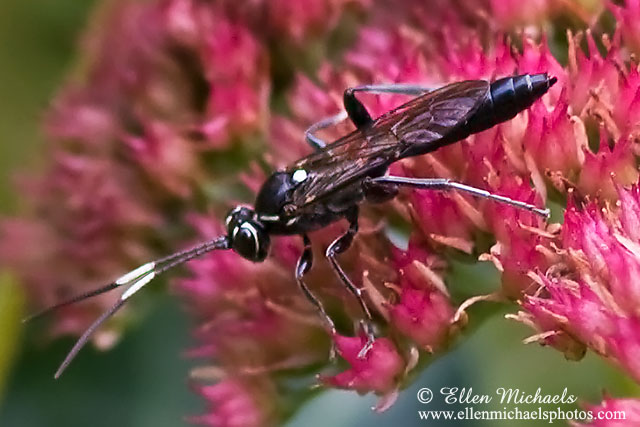 Ichneumon Wasp