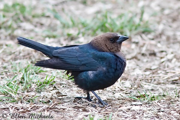 Brown-headed Cowbird