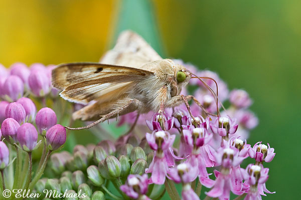 Corn Earworm Moth