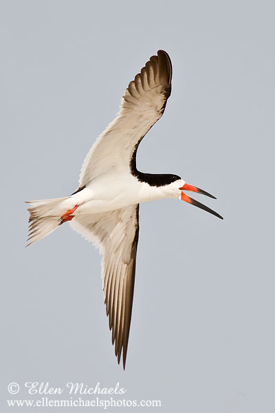 Black Skimmer