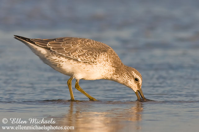 Red Knot (juvenile)