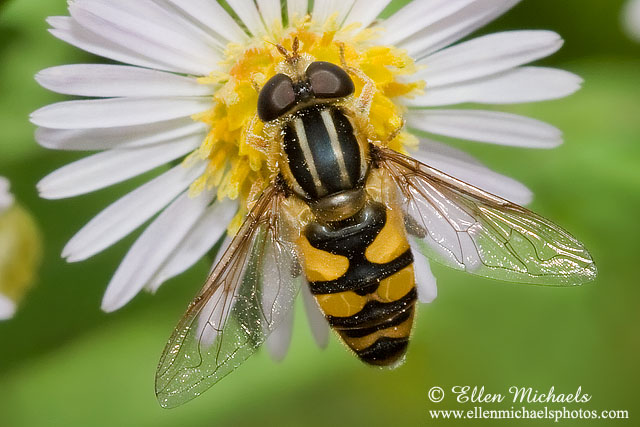 Syrphid Fly