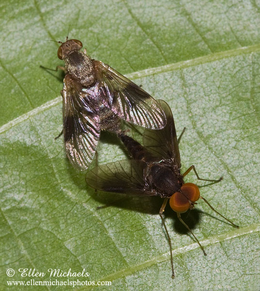 Snipe Flies (mating)