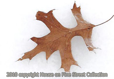 Fall into Winter.jpg
