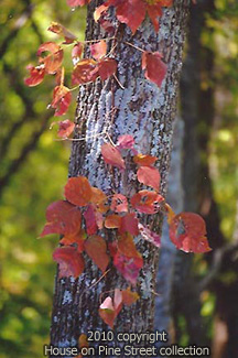 Rustic Cloak of Autumn.jpg