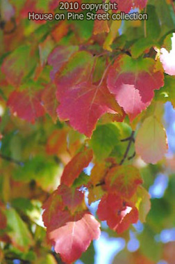 Early Autumn Rhapsody.jpg