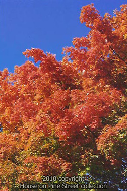 Magic Show of Autumn.jpg