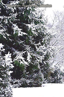 Winter Collection