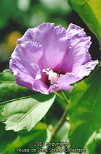 Heirloom Hollyhock.jpg