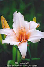 Savannah Peach - Lily.jpg