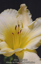 Lemon Lily.jpg