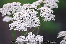 Nature's Royalty - Queen Anne's Lace.jpg