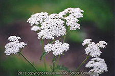 Windsor Meadow - Queen Anne's Lace.jpg