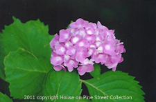 Confetti -Hydrangea.jpg