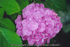 Pretty in Pink - Hydrangea.jpg