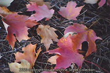 Autumn's Wind.jpg