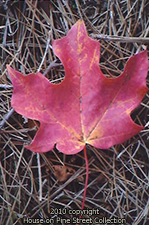 Autumn Palette.jpg