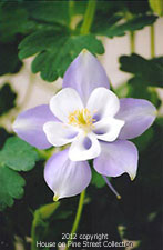 Lavender Star -Columbine.jpg