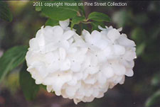 Pure Heart - Hydrangea.jpg