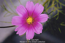 August Cosmos.jpg