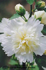 Heirloom Garden - Hollyhock.jpg