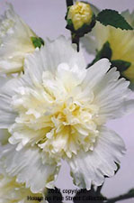 Grandmother's Hollyhocks.jpg