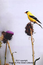 Thistle Field  Finch.jpg