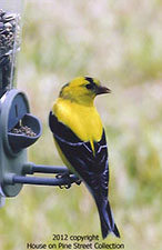 Gatekeeper  Finch.jpg