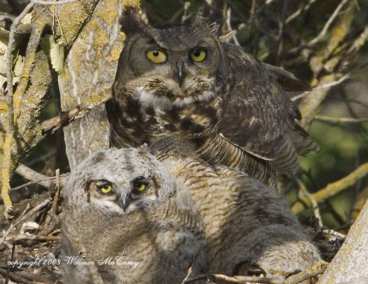 Great Horned Owl and Chicks II
