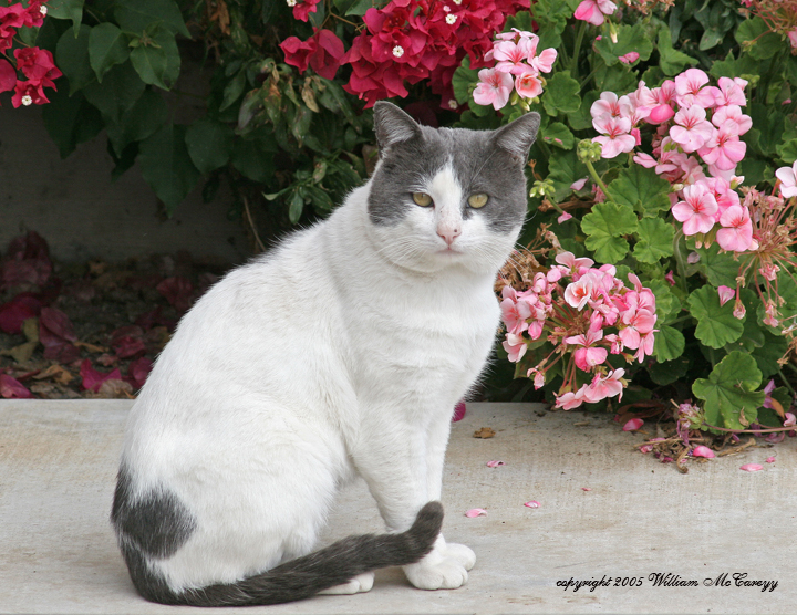 White Cat