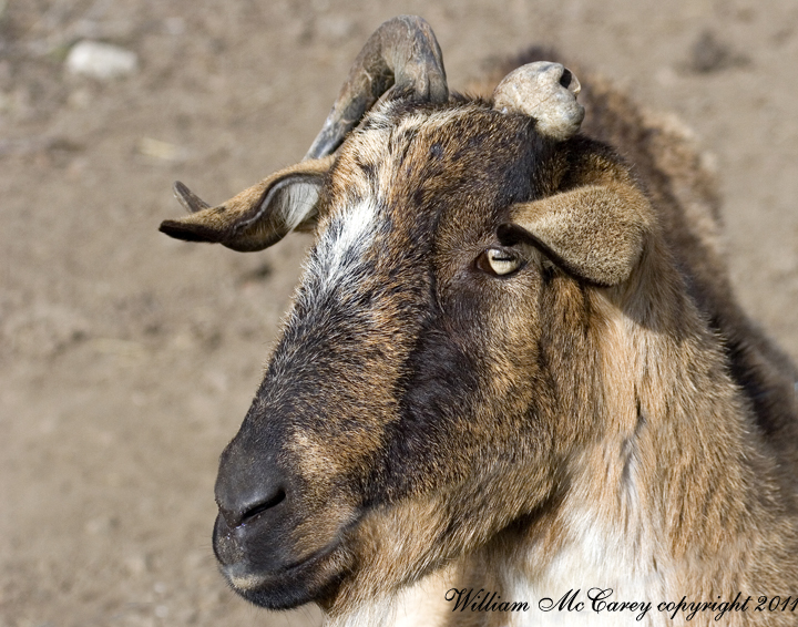 Sammy, the unihorn goat