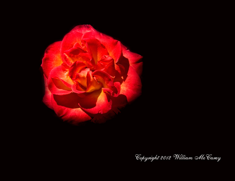 Fiery Rose