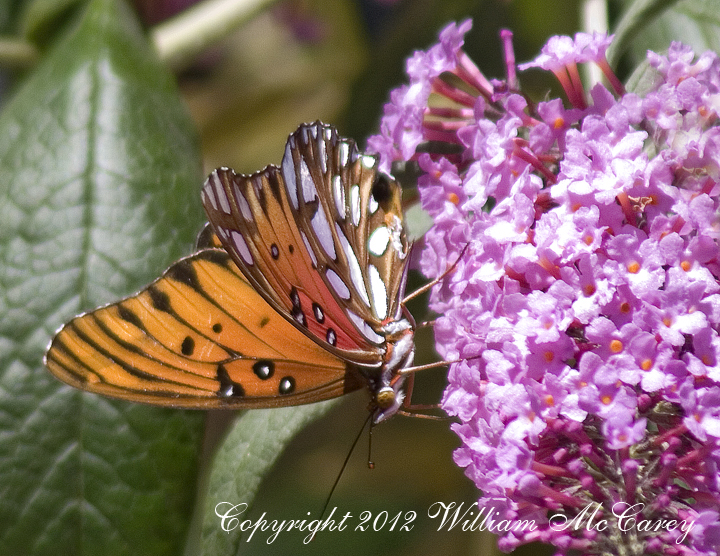 Butterfly on the Butterfly bush