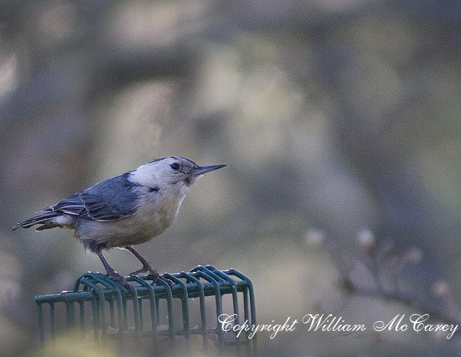 White-breasted Nuthatch at the feeder