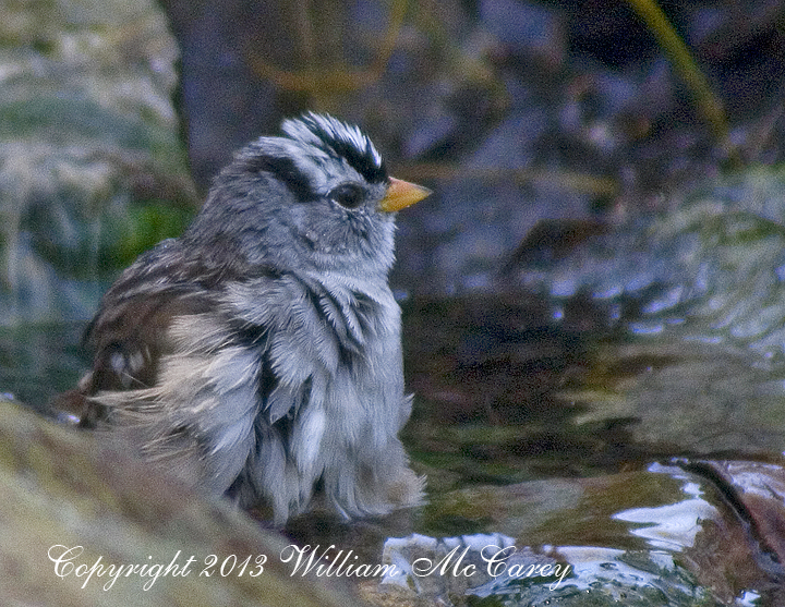 White-crowned Sparrow bathing