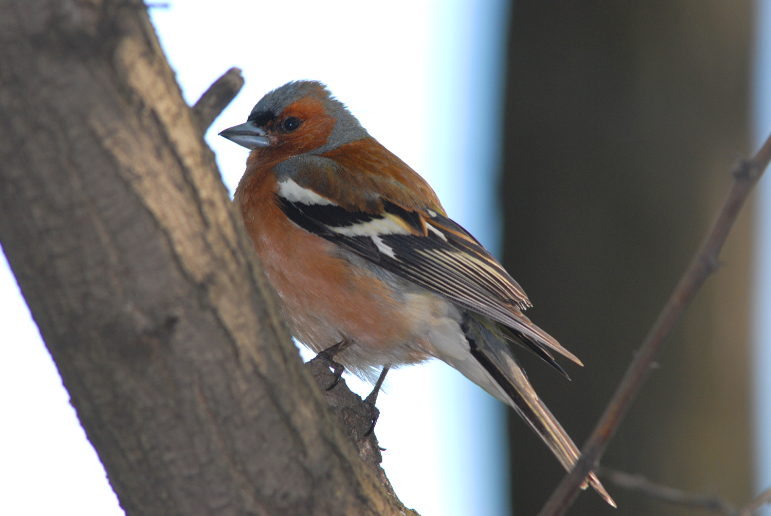 Chaffinch