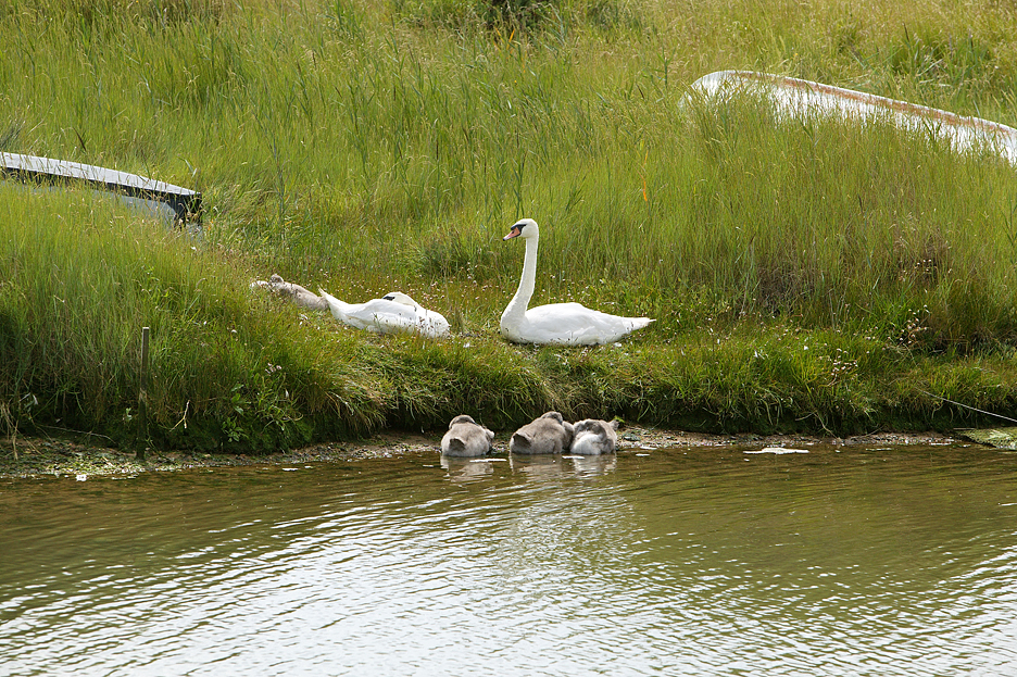 Swans with Cygnets