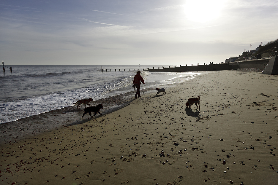 Walking the Dogs