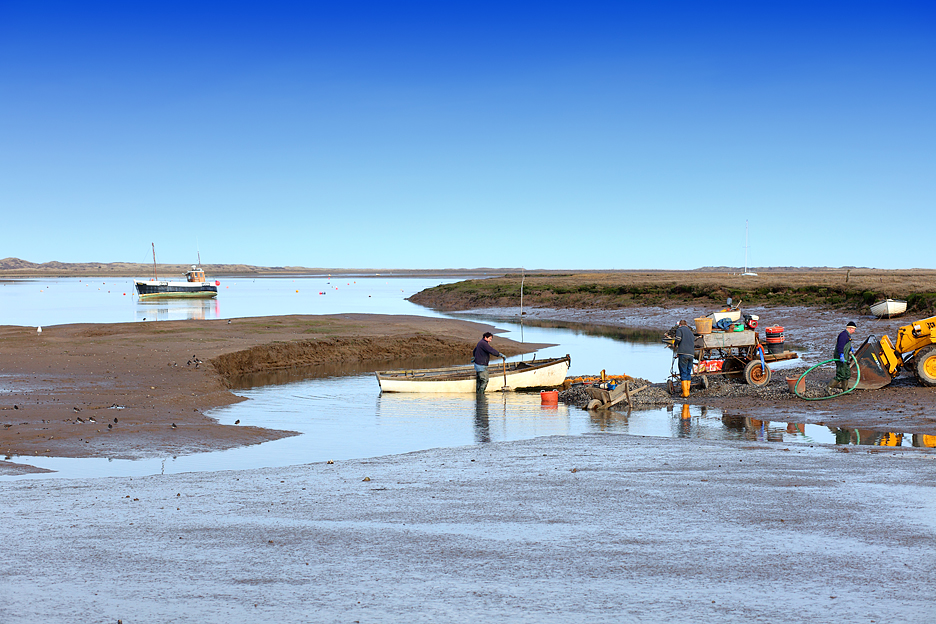 Mussel Harvest