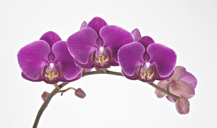Mauve Orchid