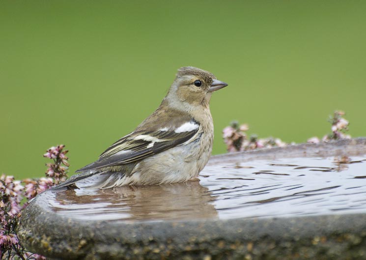 Bath Time