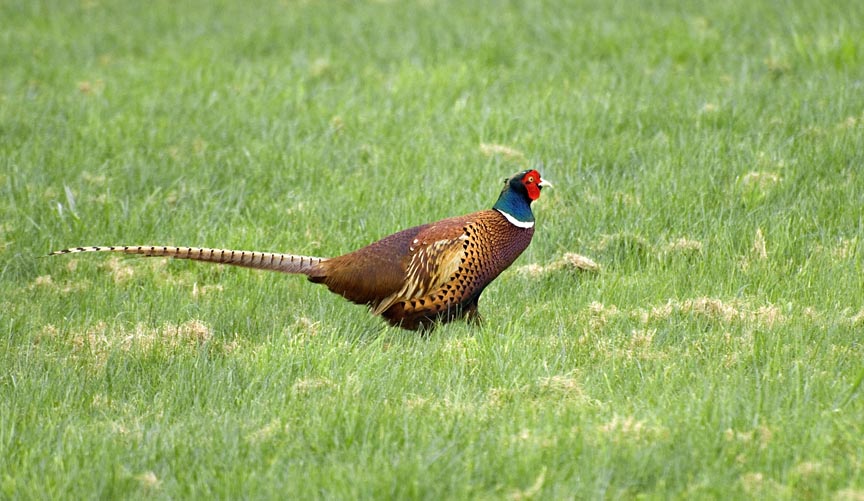 Dinner Walks into the Garden