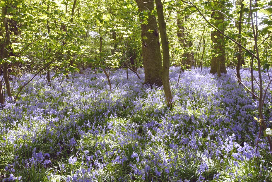 Bluebell Time Again